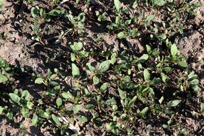 LATE MANAGEMENT OF WATERHEMP IN SOYBEANS